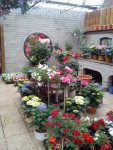 diverse stamrozen en hortensia's - verkoop: zomer