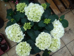 hortensia - verkoop: zomer